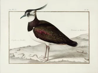 Un vanneau